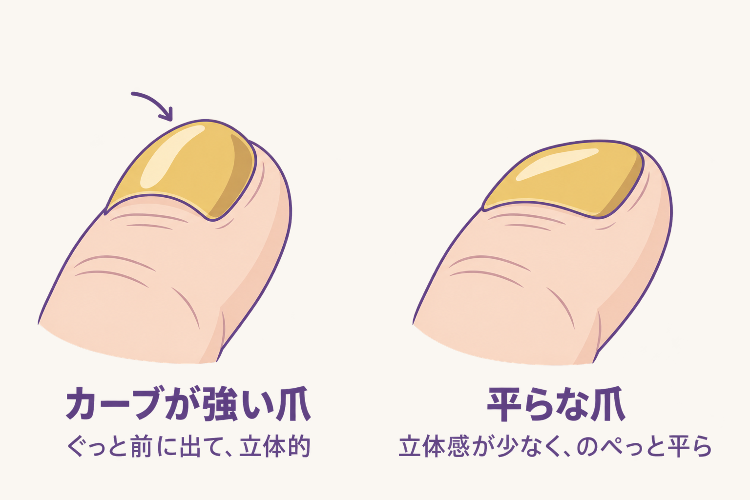 斜め上から見た爪の比較。カーブが強い爪はぐっと前に出て立体的、平らな爪は立体感が少なくのぺっと平ら